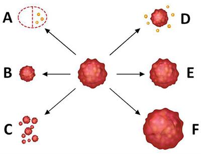 Prediction of <mark class="highlighted">Tumor Shrinkage</mark> Pattern to Neoadjuvant Chemotherapy Using a Multiparametric MRI-Based Machine Learning Model in Patients With Breast Cancer